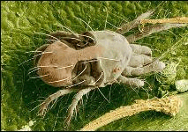 spider mite on plant